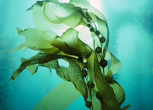 褐糖藻萃取精华                  防止肌肤粗糙,预防乾燥.